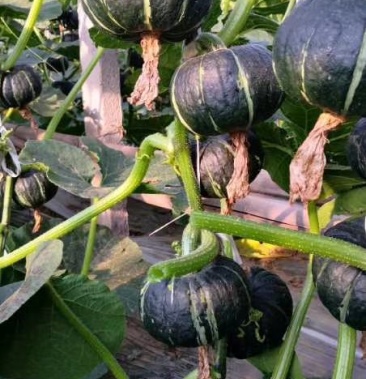 小麻子贝贝南瓜有需要的联系咯大量走货欢迎实地考察看