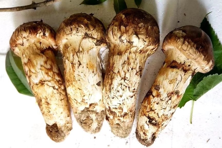 松茸与白酒瓶组合