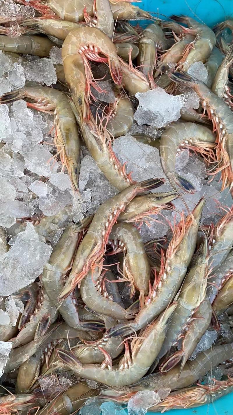 [批发]江苏南通如东县 50.00元/斤海捕金钩虾大虾冰鲜码头直 _ 一亩田