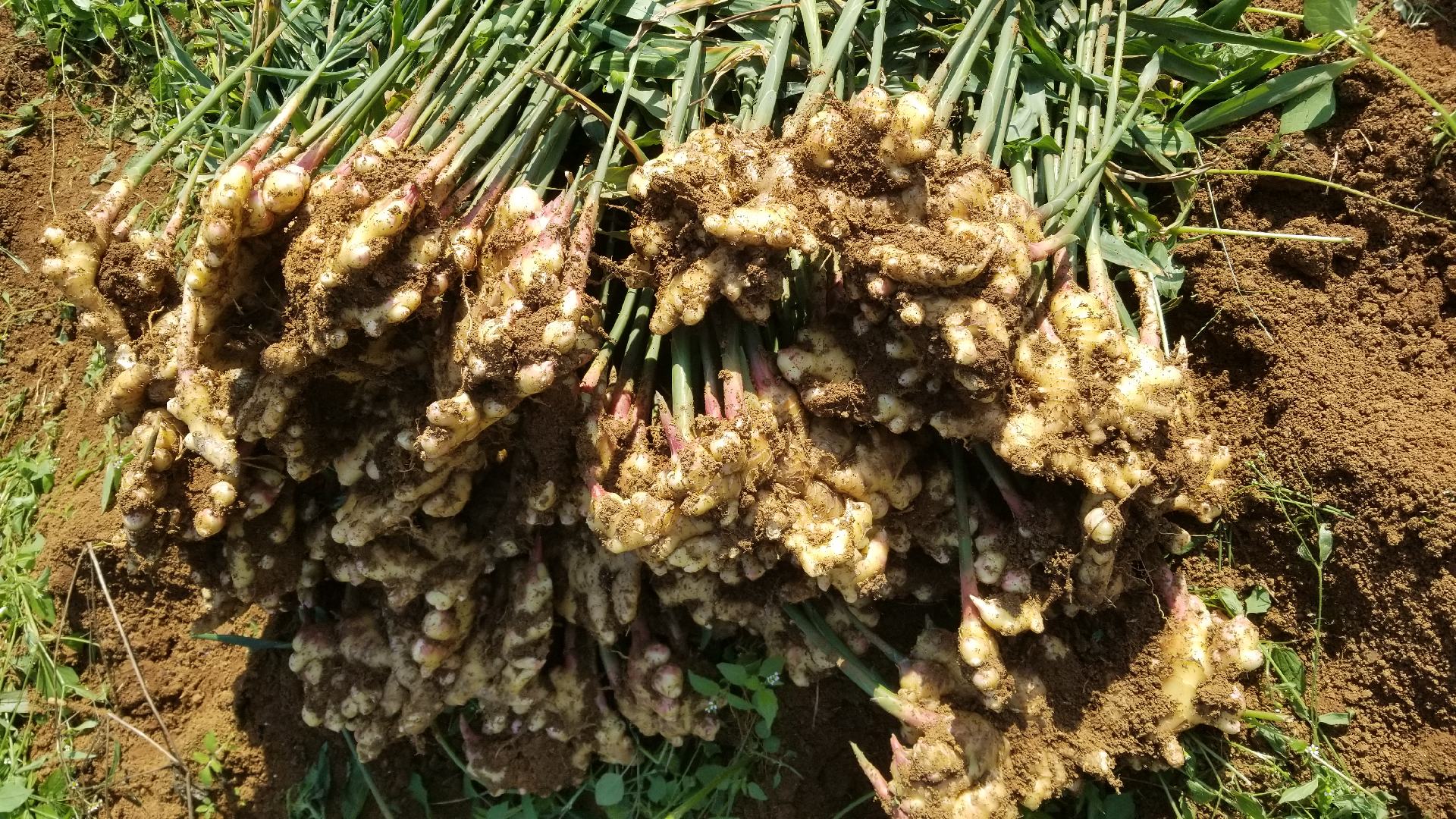 昌邑大姜丰收场景