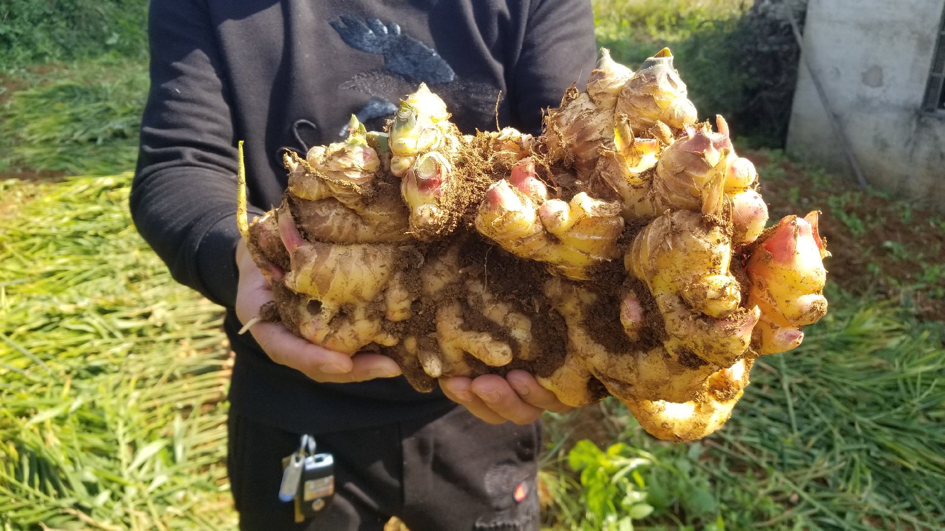 一筐新鲜采收的莱芜大面姜,块茎肥大、表皮淡黄光滑,摆放于田间泥土之上,背景为清晨阳光下的生姜种植地,可见农民正在整理收获的姜块 莱芜大面姜特写