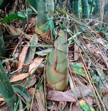 广宁大竹笋竹笋带壳新鲜现挖