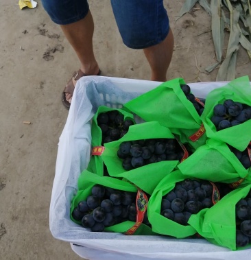 优质晶亚,兴华王葡萄大量上市