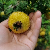 刺梨果