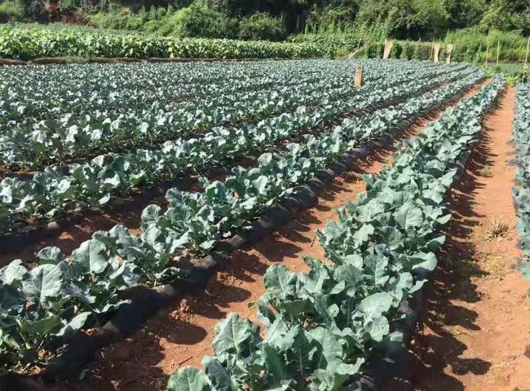 哈密瓜绿色防控措施