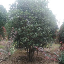 单杆桂花，丛生桂花各种规格齐全，河南桂花树