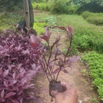 大叶红草