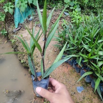 紫花翠芦莉