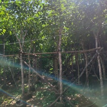 腊肠树