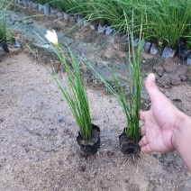 葱兰
