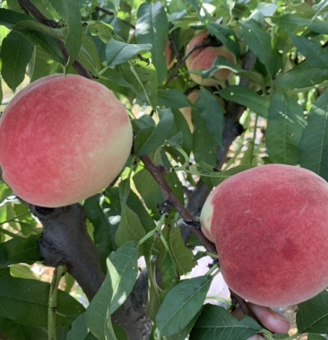 [桃批发]河北保定阜平红桃水蜜桃京玉桃价格1.70元/斤 - 一亩田