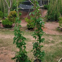 炮仗花