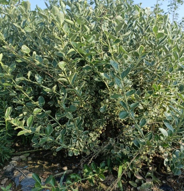 [卫矛批发]冬红卫矛价格20.00元/棵 - 一亩田