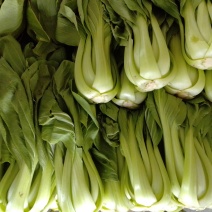 叶菜类
