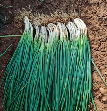 [大葱批发]云南省泸西县黑葱价格1.20元/公斤 - 一亩田