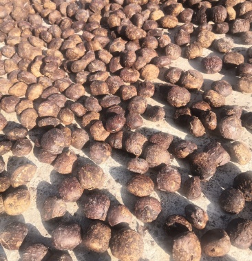 千年桐种子桐油籽油桐籽油桐子桐油子