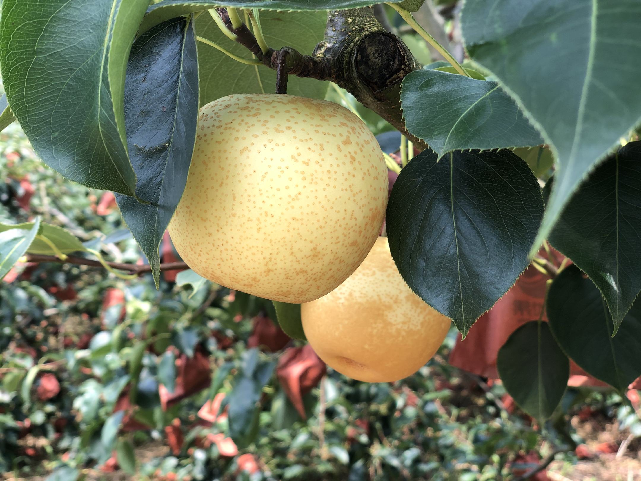 一片丰收季节的皇冠梨果园,树上挂满金黄色的成熟果实,果农正在采摘,阳光洒在梨子表面,呈现出光泽感,背景为绿色山丘和蓝天 皇冠梨果园实景图