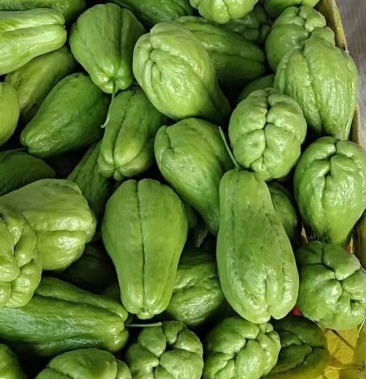 贵州基地直销生鲜佛手瓜隼人瓜,南瓜,寿瓜,丰收瓜,洋瓜