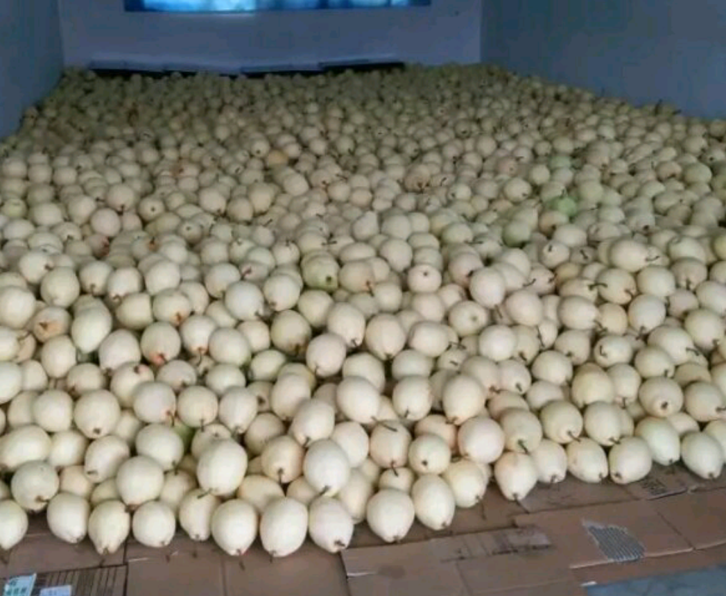 南果梨在室温下堆放的场景