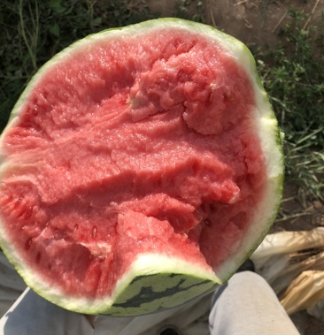 宁夏西瓜麒麟瓜无籽甜度13十二斤左右产量大