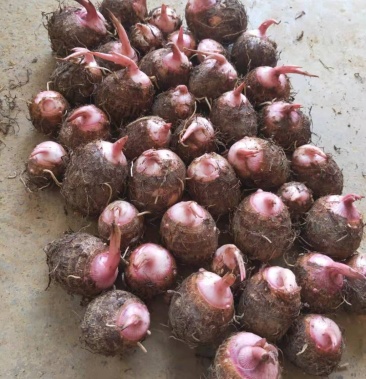 [红芽芋批发]红芽芋头价格2.50元/斤 - 一亩田