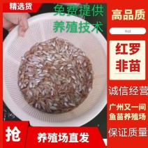 广州又一间鱼苗场批发彩虹鲷，豹纹鲷，金罗非，红罗非