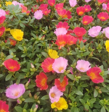 双色盆太阳花,俗称晒不死,耐旱耐高温,花开多色基地大量供