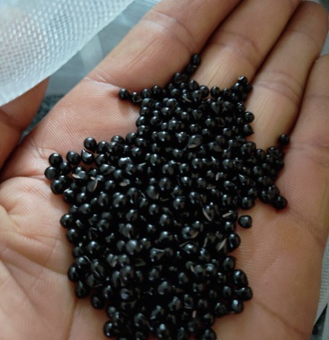 [批发]白鲜皮种子价格360.00元/斤 - 一亩田