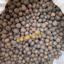 林木种子茶树种子铁观音茶树种子龙井茶树种子绿化苗木种