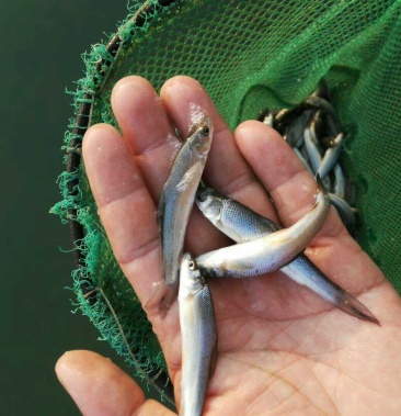 銀鱈雪魚苗,淡水銀鱈魚苗,大鱗䰾,活體魚苗, 養殖魚苗