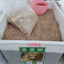 光皮树种子
