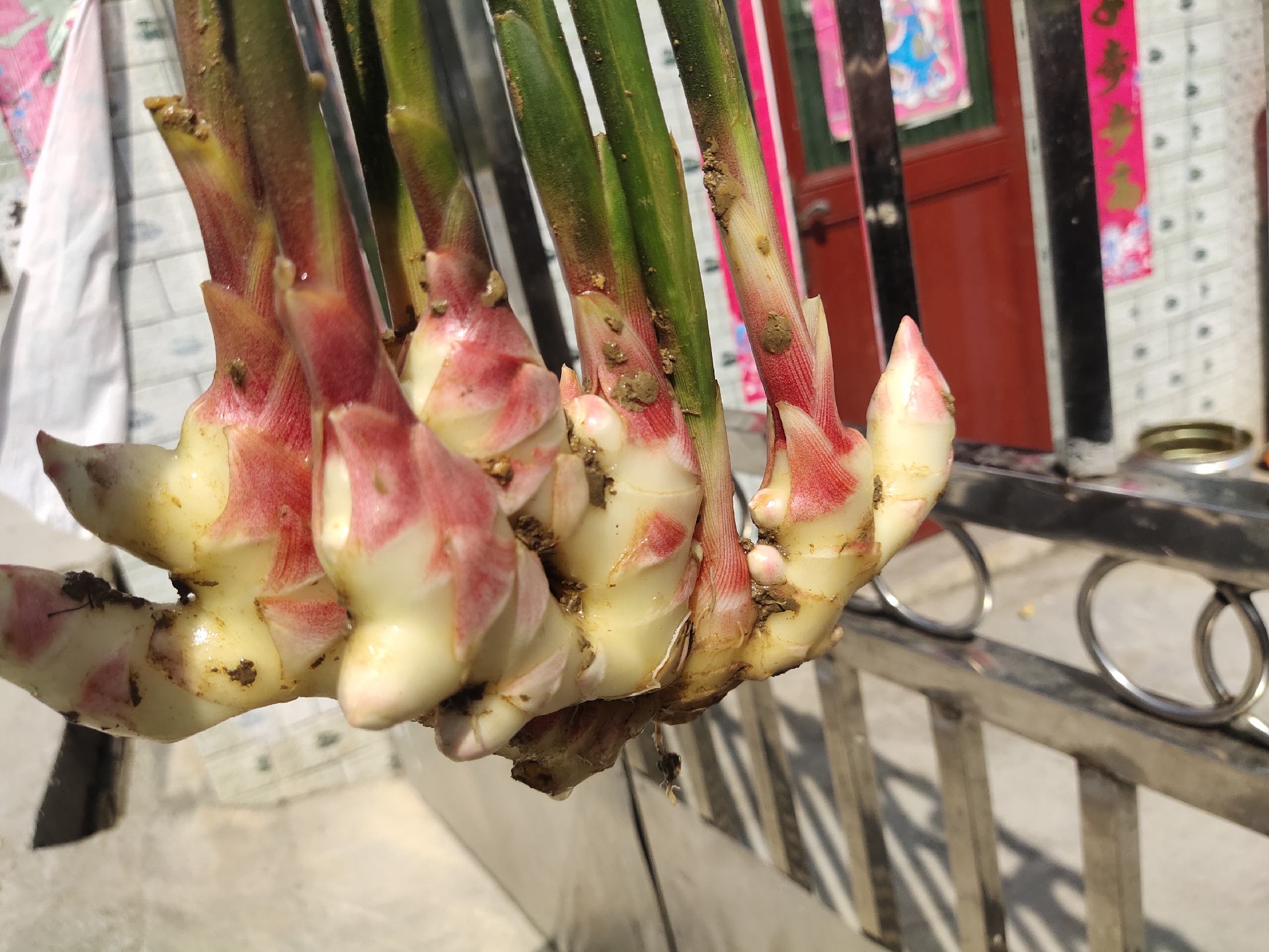 微距镜头下的子姜表面纹理清晰可见,湿润的质地与自然光线结合,展现出细腻的视觉效果 子姜微距特写图