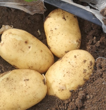 牡丹江宁安民和土豆尤金885个大 ,不空颜色好