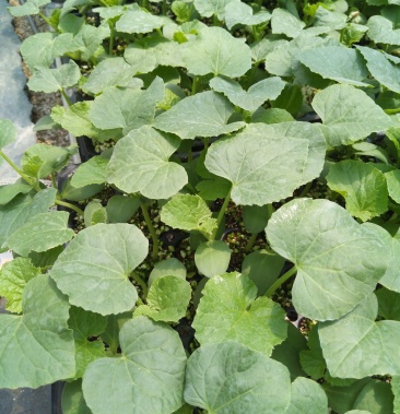 嫁接羊角蜜苗,抗病,高产,糖度高.