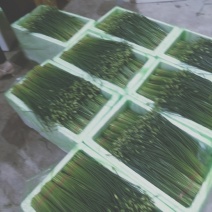 精品韭苔大量有货需要可以联系，质量**，品质保证，
