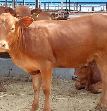 公牛犊,鲁西黄牛,改良黄牛,大品种牛犊,需要联系我