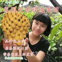 释迦果苗泰国大黄释迦果苗释迦果苗台湾释迦果苗