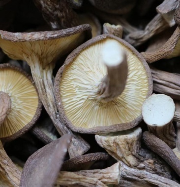 [虎奶菇批发]虎奶菇价格145.00元/斤 - 一亩田