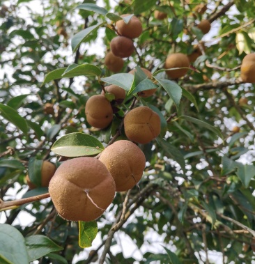 山茶花果,油茶果.大量上市,百噸量