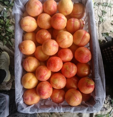 红八一 大李子 口感嘎嘎甜 需要老板抓紧