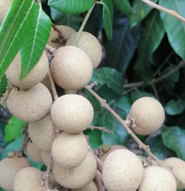 大乌圆龙眼,大个,肉厚,水分足