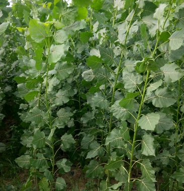 3412无絮速生杨树苗