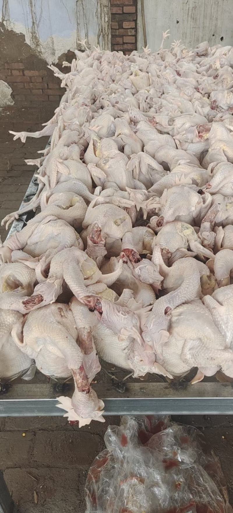 清真净膛500天老母鸡,低价位高品质,阳信伊穆清真食品有