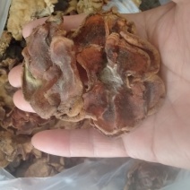批发优质榆耳，量大从优