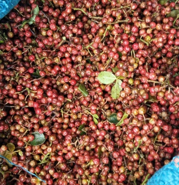 家里有上百亩湿花椒需出售