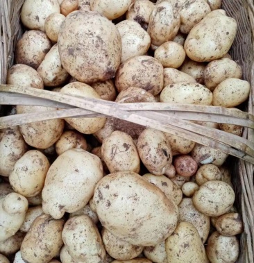 南漳县板桥镇高山土豆