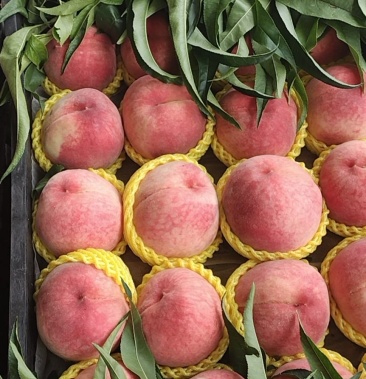 [绿化9号桃批发]绿化九价格1.00元/斤 - 一亩田