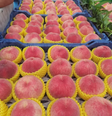 [绿化9号桃批发]绿化九大量供应价格2.00元/斤 - 一亩田