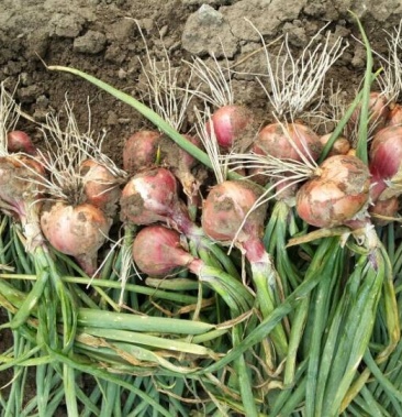 [大葱批发]东北毛葱价格2.50元/斤 - 一亩田