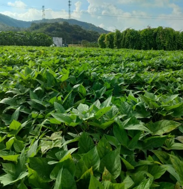 [紫薯批发]紫薯价格3.50元/斤 - 一亩田